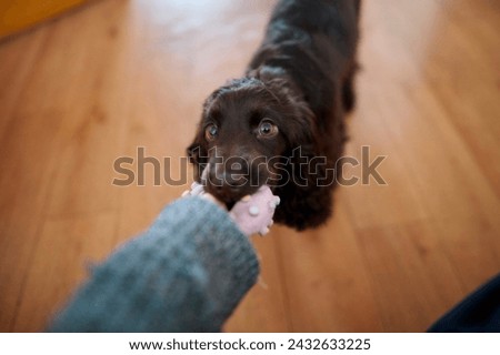  A English Cocker Spaniel puppy pulls a toy, close-up. A English Cocker Spaniel puppy pulls a rubber toy and looks at the camera. Happy pets concept, best friends, owner playing with puppy in room.