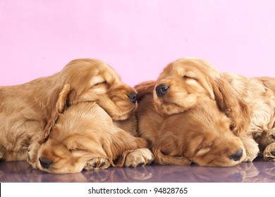 English Cocker Spaniel  Puppy Sleeping