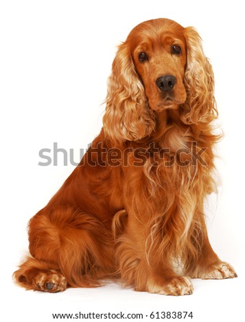   English Cocker Spaniel sitting on isolated white background in the studio