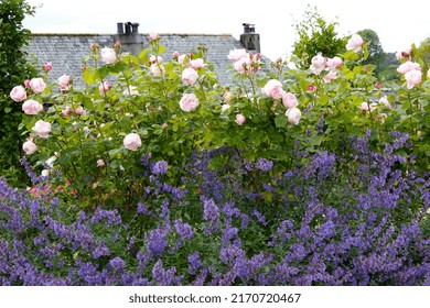 English Country Cottage Garden Flowers