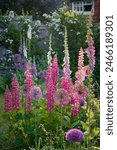 English Country Garden with cottage garden plants evening light