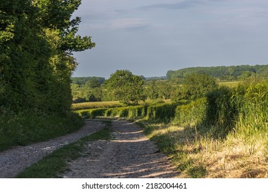 English Country Lane In Summer