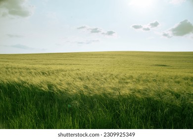 english countryside in the evening - green wheat field with sky. 