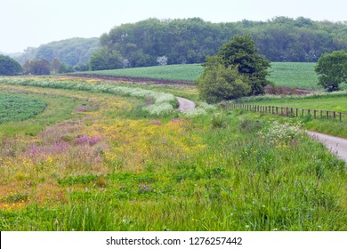イギリスの田舎で 色とりどりの野草原を通る砂利道を持ち 森の端に畑を作り 霧の多い夏の日に農園を作った の写真素材 今すぐ編集