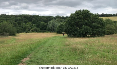 English Countryside. Typical View Of The English Landscape On A Summers Day. Mixed Land Use Woods And Farming.