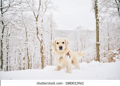 English Cream Golden Retriever Images Stock Photos Vectors Shutterstock