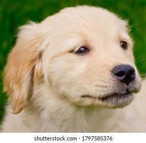 English Cream Golden Retriever Images Stock Photos Vectors Shutterstock