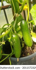 English Cucumbers Growing On Plant