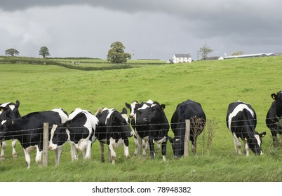 English Dairy Farm Black And White Cows