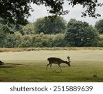 English deer in a park in Kent, England