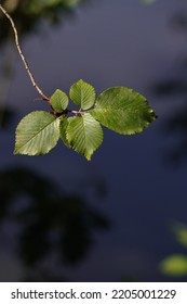 English Elm Tree Leaf -Ulmus Procera