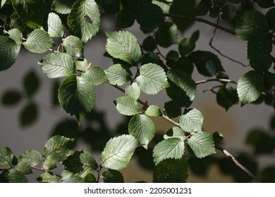 English Elm Tree Leaf -Ulmus Procera