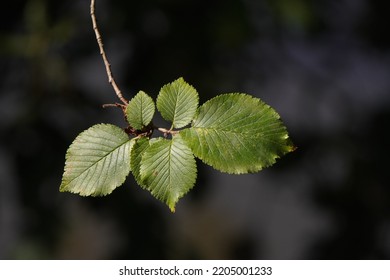 English Elm Tree Leaf Ulmus Procera Stock Photo 2205001233 | Shutterstock