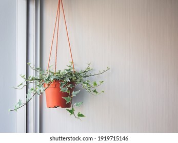 English Or European, Ivy Vines In Potted Hanging On Backdrop Of White Wall In Living Room With Copy Space, Home Decor With Popular Indoors Plants Air Purification Minimal Style Near Window Or Terrace.