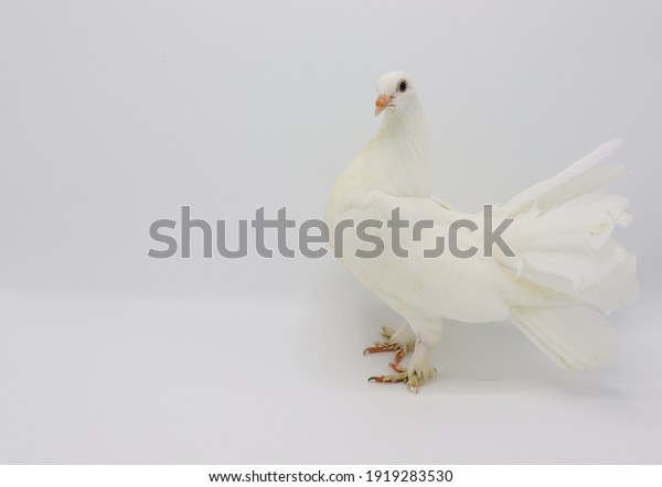Englisch Fantail Taube, schöne weiße Taube Stockfoto 1919283530