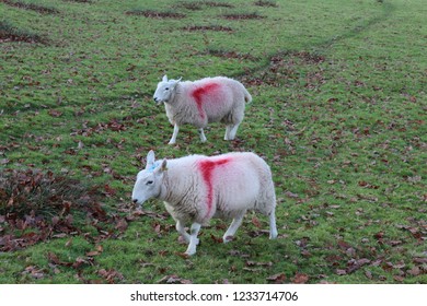 English Farmyard Animals