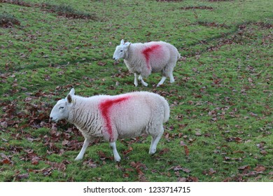 English Farmyard Animals