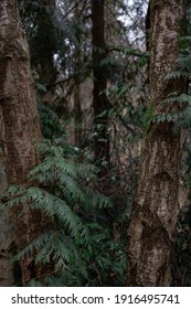 English Fern Amongst Branches In An English Forest. Dark Mysterious Lighting