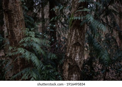 English Fern Amongst Branches In An English Forest. Dark Mysterious Lighting