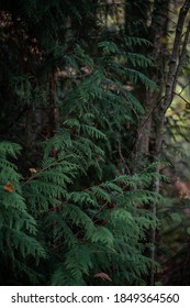 English Fern In A Forest On An Autumn Day In Hampshire, United Kingdom. 