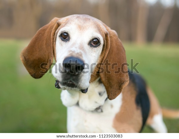 An\
English Foxhound dog listening with a head\
tilt