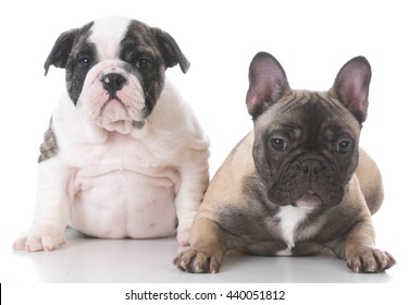 English French Bulldog Puppies Looking Viewer Stock Photo 440051812 ...