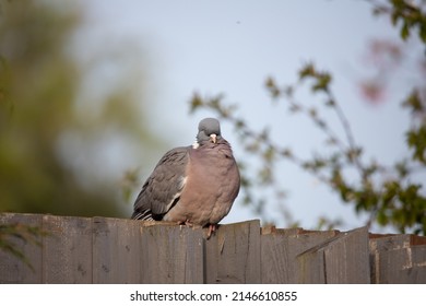 English Garden Birds In Spring 