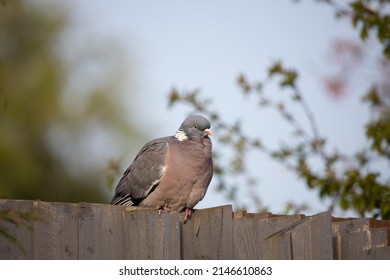 English Garden Birds In Spring 