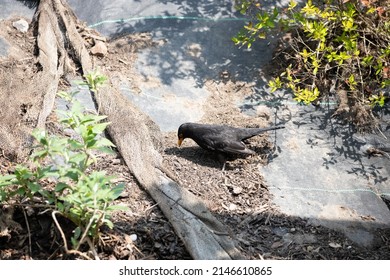 English Garden Birds In Spring 