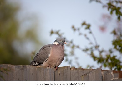 English Garden Birds In Spring 