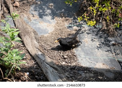 English Garden Birds In Spring 