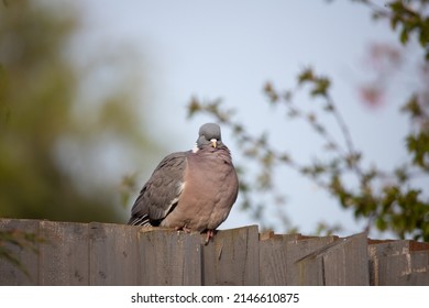 English Garden Birds In Spring 