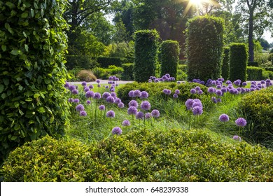 English garden with blooming alliums