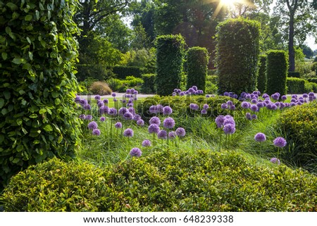 English garden with blooming alliums