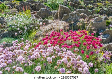 English Garden With Blooming Flowers In Early Summer. Selective Focus