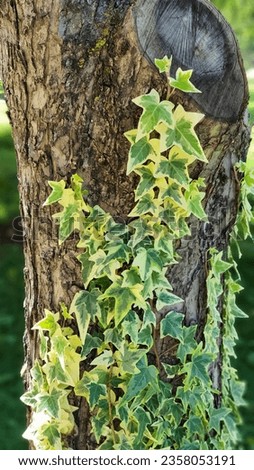 English Goldchild ivy - Hedera helix growing on the trunk of an apple tree.
