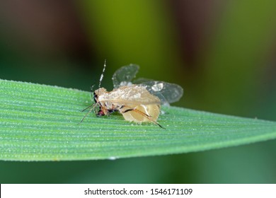 The English Grain Aphid (Sitobion Avenae) Infected By An Entomopathogenic Fungus.