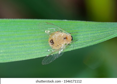 The English Grain Aphid (Sitobion Avenae) Infected By An Entomopathogenic Fungus.