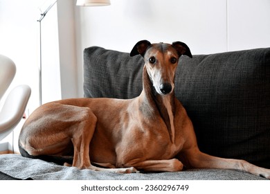 The English Greyhound, or simply the Greyhound, is a breed of dog, a sighthound which has been bred for coursing, greyhound racing and hunting. 
