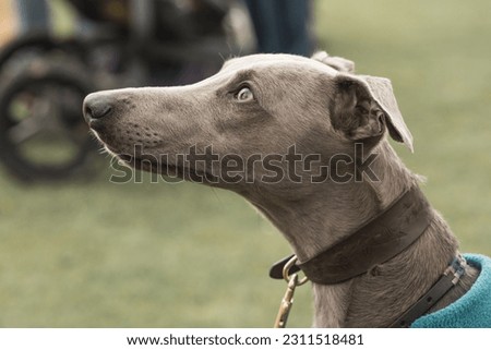 The English Greyhound, or simply the Greyhound, is a breed of dog, a sighthound which has been bred for coursing, greyhound racing and hunting.