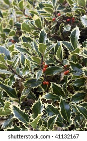 English Holly (Ilex Aquifolium)