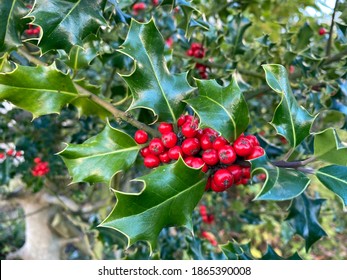 English Holly (Ilex Aquifolium) Houx