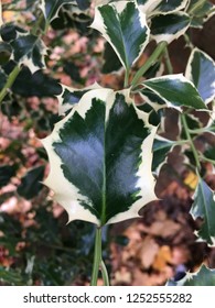 English Holly Marginata