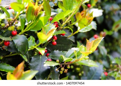 English Holly, A Ornamental Hedge Plant