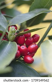 English Holly In Spring With Red Fruits