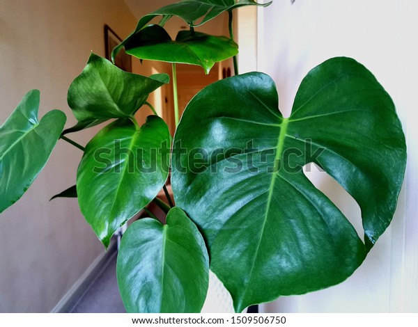 English Indoor Cheese Plants Monstera Deliciosa Stock Photo Edit Now