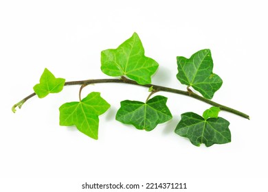 A English Ivy Branch With Lush Green Leaves Isolated On A White Background