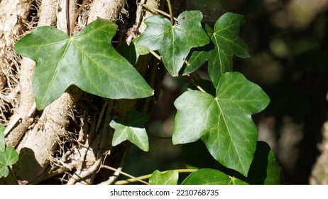 English Ivy, Brilliant Green Leaves. Autumn Season