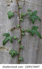 English Ivy Climbing A Beech Tree. County Durham, England, UK.