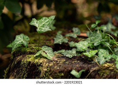 English Ivy With Dew Drops On A Tree Stump, Forest Nature Close Up